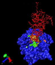 Interaction sites between the protease and its inhibitor, detected  by Joint Evolutionary Trees. 