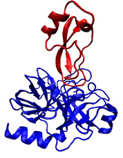 2ptc protein complex : bovine trypsin protease and inhibitor.